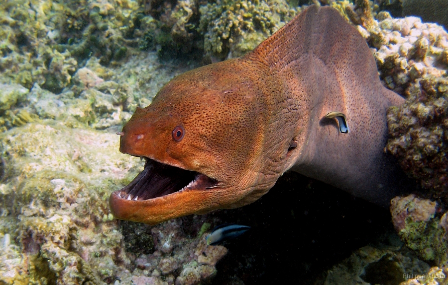 IMG_7579rc_Maldives_Madoogali_Murene javanaise - Gymnothorax javanicus.jpg